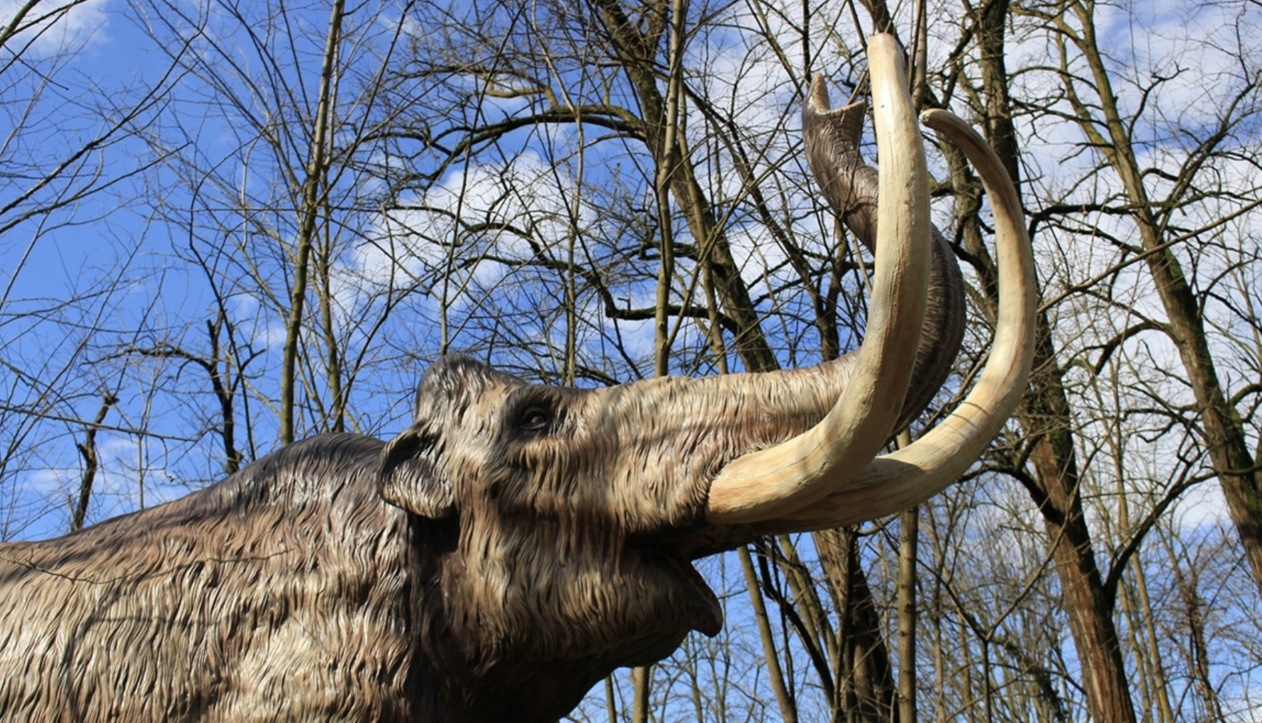 Mamut